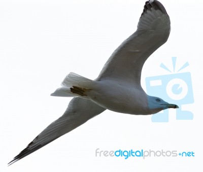 Beautiful Isolated Image Of The Calm Gull In Flight Stock Photo