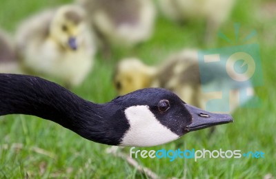 Beautiful Isolated Image Of Young Chicks Of Canada Geese Under Cover Of Their Mom Stock Photo