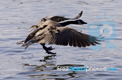 Beautiful Isolated Image With A Canada Goose Landing To The Water Stock Photo