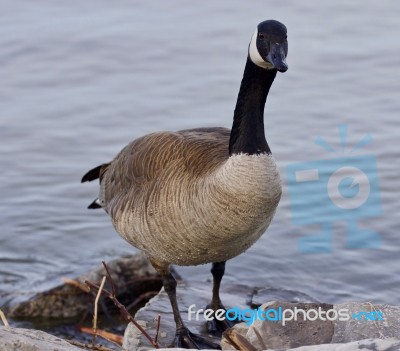 Beautiful Isolated Image With A Cute Canada Goose On The Shore Stock Photo