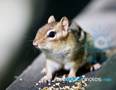 Beautiful Isolated Image With A Cute Chipmunk On The Wooden Hedge Stock Photo