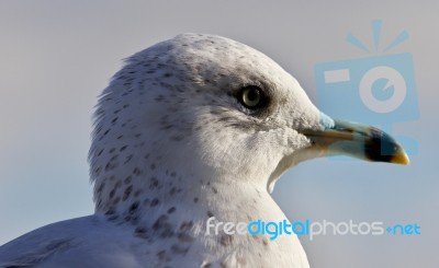 Beautiful Isolated Image With A Cute Gull Stock Photo