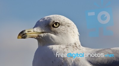 Beautiful Isolated Image With A Cute Gull Stock Photo