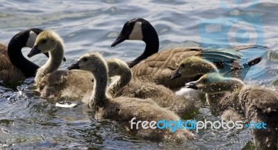 Beautiful Isolated Image With A Family Of The Canada Geese Stock Photo