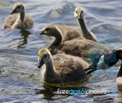 Beautiful Isolated Image With A Family Of The Canada Geese Stock Photo