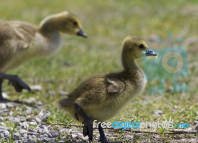 Beautiful Isolated Image With A Family Of The Canada Geese Stock Photo