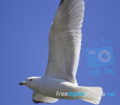 Beautiful Isolated Image With A Flying Gull Stock Photo