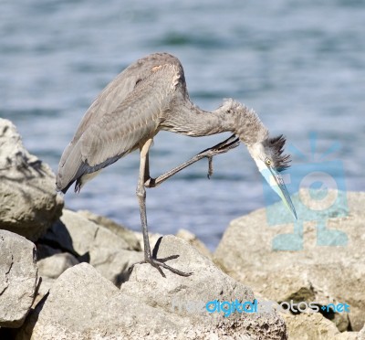 Beautiful Isolated Image With A Funny Great Heron Cleaning His Feathers On A Rock Shore Stock Photo