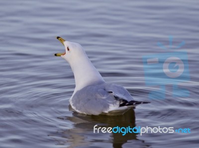 Beautiful Isolated Image With A Gull Screaming In The Lake Stock Photo