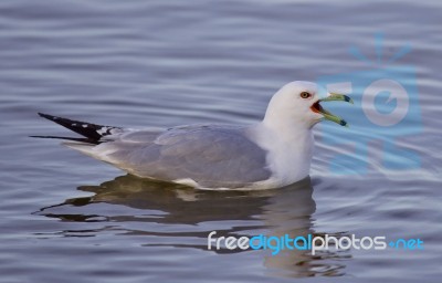 Beautiful Isolated Image With A Gull Screaming In The Lake Stock Photo