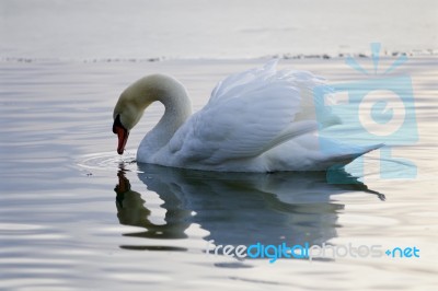 Beautiful Isolated Image With A Swan Drinking Water From The Lake Stock Photo