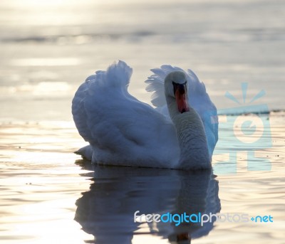 Beautiful Isolated Image With A Swan In The Lake On Sunset Stock Photo