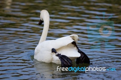 Beautiful Isolated Image With A Swan Jumping From The Ice Stock Photo