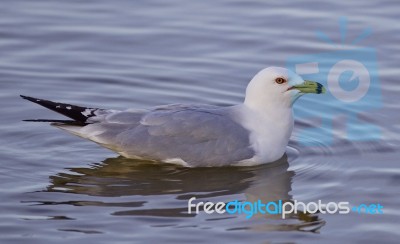 Beautiful Isolated Image With A Swimming Gull Stock Photo