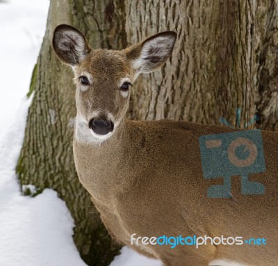 Beautiful Isolated Image With A Wild Deer In The Snowy Forest Stock Photo