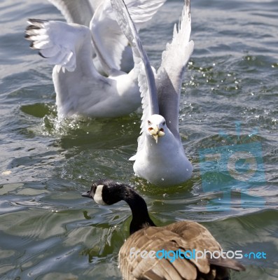 Beautiful Isolated Image With The Gulls And Goose Fighting For The Food Stock Photo