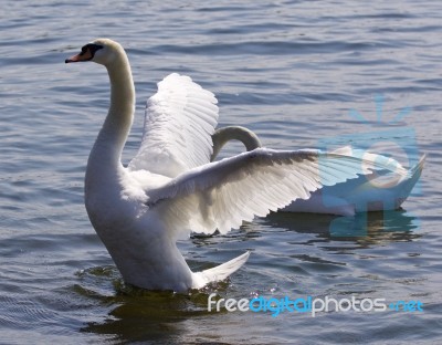 Beautiful Isolated Image With The Swan Showing His Wings In The Lake Stock Photo