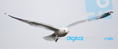 Beautiful Isolated Photo Of A Calm Flight Of A Gull Stock Photo