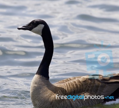 Beautiful Isolated Photo Of A Canada Goose In The Lake Stock Photo