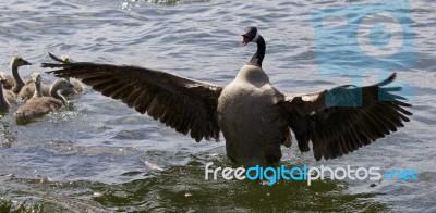 Beautiful Isolated Photo Of A Canada Goose With The Opened Wings… Stock Photo