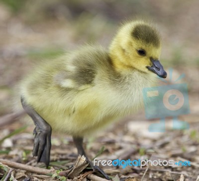 Beautiful Isolated Photo Of A Chick Of Canada Geese Stock Photo