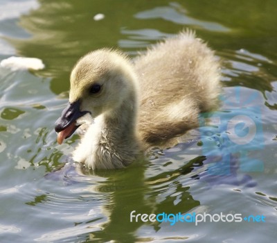 Beautiful Isolated Photo Of A Chick Of The Canada Geese Eating Stock Photo