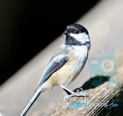 Beautiful Isolated Photo Of A Cute Black-capped Chickadee Bird Stock Photo Beautiful Isolated Photo Of A Cute Black-capped Chickadee Bird Stock Photo