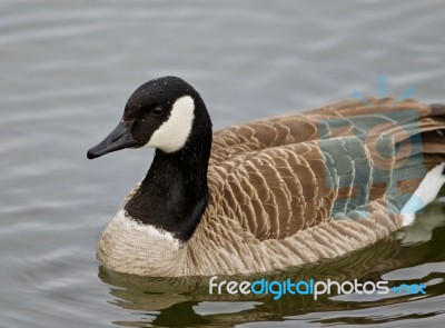 Beautiful Isolated Photo Of A Cute Wild Canada Goose In The Lake… Stock Photo