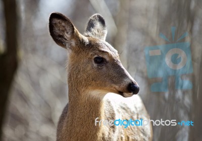 Beautiful Isolated Photo Of A Cute Wild Deer In The Forest Stock Photo