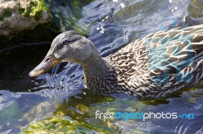 Beautiful Isolated Photo Of A Duck In The Lake Stock Photo