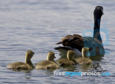 Beautiful Isolated Photo Of A Family Of The Canada Geese Swimming Together Stock Photo
