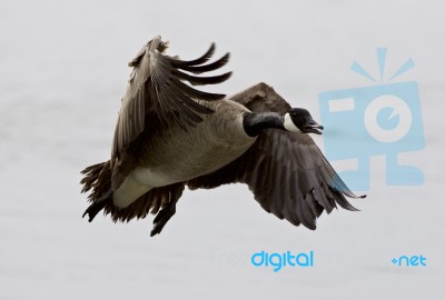 Beautiful Isolated Photo Of A Flying Canada Goose Stock Photo