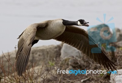 Beautiful Isolated Photo Of A Flying Canada Goose Near The Shore… Stock Photo