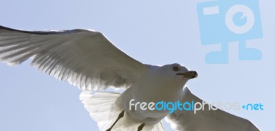 Beautiful Isolated Photo Of A Flying Gull Stock Photo