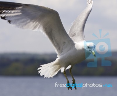 Beautiful Isolated Photo Of A Flying Gull Stock Photo