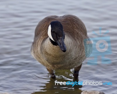 Beautiful Isolated Photo Of A Funny Canada Goose In The Lake Stock Photo