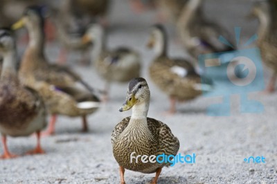 Beautiful Isolated Photo Of A Group Of Mallards On A Road Stock Photo