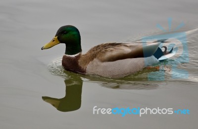 Beautiful Isolated Photo Of A Mallard Swimming Stock Photo