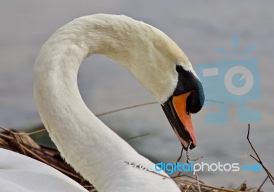 Beautiful Isolated Photo Of A Mute Swan Constructing The Nest Stock Photo