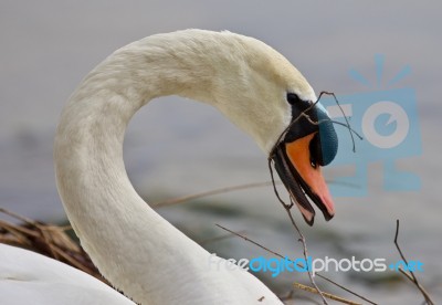 Beautiful Isolated Photo Of A Mute Swan In The Nest Stock Photo