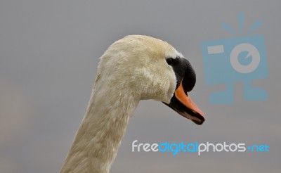 Beautiful Isolated Photo Of A Strong Mute Swan Looking Somewhere… Stock Photo