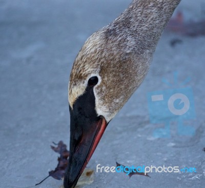 Beautiful Isolated Photo Of A Swan Eating Something From The Ice… Stock Photo