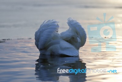 Beautiful Isolated Photo Of A Swan In The Lake On Sunset Stock Photo