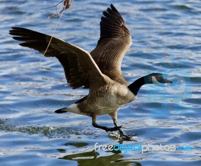 Beautiful Isolated Photo Of A Wild Canada Goose Landing Stock Photo