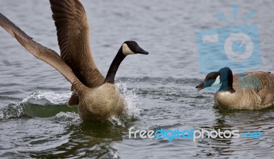 Beautiful Isolated Photo Of A Wild Canada Goose Running Away From Its Rival Stock Photo