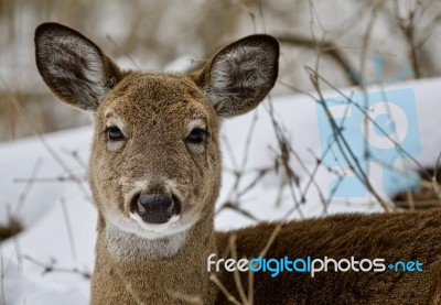 Beautiful Isolated Photo Of A Wild Deer In The Snowy Forest Stock Photo Beautiful Isolated Photo Of A Wild Deer In The Snowy Forest Stock Photo