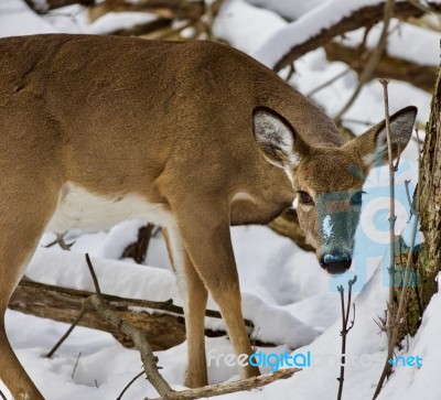 Beautiful Isolated Photo Of A Wild Deer In The Snowy Forest Stock Photo
