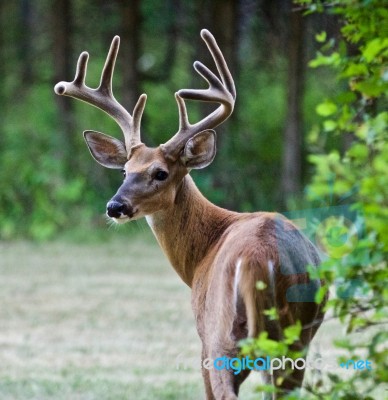 Beautiful Isolated Photo Of A Wild Male Deer With The Horns Looking Back Stock Photo