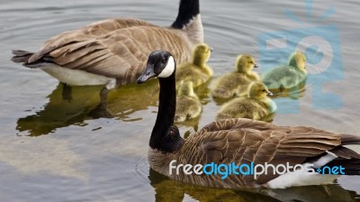 Beautiful Isolated Photo Of A Young Family Of Canada Geese Swimming Stock Photo Beautiful Isolated Photo Of A Young Family Of Canada Geese Swimming Stock Photo