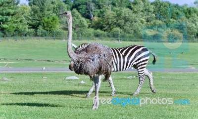 Beautiful Isolated Photo Of An Ostrich Walking Stock Photo